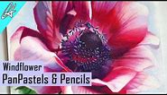 Drawing with Pastels | Windflower | Pastel Flower Artwork