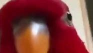 funny red parrot laughing and staring meme