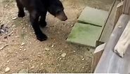 “Can I pet that dawgggg?”😂 #fyp #explore #dogsoftiktok #dog #bear #bearsoftiktok #bears #brownbear #blackbear #wildlife #wildanimals (@lucasmcclure/IG)