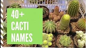 Cacti Names and Pictures- Cacti Types and Identification