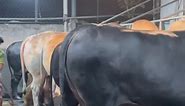 #Amazing #Cows and Bulls #Big Bulls Service Moment Big Cattle Farm #Muscular Tiger Print Bull , #Printed Cow #Nine Big Bulls Taking Rest After Having Lunch Sadeeq Agro #New Four Teeth Holstein | Biggest Bulls
