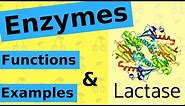 What are Enzymes & How Do They Work?