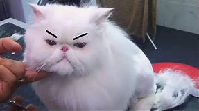 Grumpy Cats Video Compilation 2020
