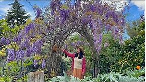 How To Build A Beautiful Wisteria Garden Arch - Garden Trellis - Garden Arbor In Just A Few Minutes!