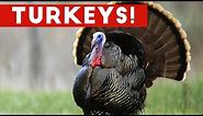 Funniest Gobbling Turkey Video Compilation November 2016 | Funny Pet Videos