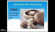 Helpful/Harmful Microorganisms