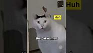 Newest Meme Cat: 'Huh? Cat' #cats