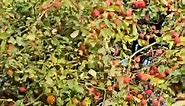 Autumn apples 🍎 tree | apple tree in Autumn 🍂 🍂 🍂 | apple tree 🌳 uk 🇬🇧 🇬🇧 🇬🇧 #homegardeninguk #Applegarden #appletree | Home Gardening UK