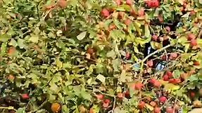Autumn apples 🍎 tree | apple tree in Autumn 🍂 🍂 🍂 | apple tree 🌳 uk 🇬🇧 🇬🇧 🇬🇧 #homegardeninguk #Applegarden #appletree | Home Gardening UK