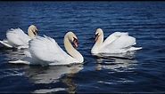 Unlocking the Elegance: Fascinating Facts About Swans | Swan Species, Behavior, and Conservation