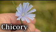 Common Chicory Identification - Cichorium intybus
