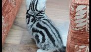 Robocat Silver Tabby Kittens display perfect patterns in black and silver.