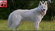 🐕 Švicarski Ovčar Pas – Slike i Karakteristike Švicarskog Ovčara!