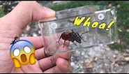 This might just be the world's LARGEST ANT !!!
