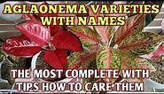 AGLAONEMA VARIETIES WITH NAMES | AGLAONEMA PLANT CARE TIPS