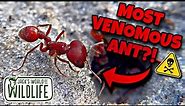 MOST VENOMOUS ANT In FLORIDA!?