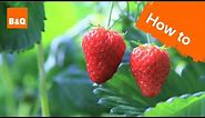 How to grow & harvest strawberry plants