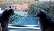 Two cats having a conversation