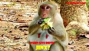 When Jane will give birth, Day by day look you nearly get birth, How cute newborn you will deliver, The Monkey Camp 4966