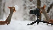 Russian Photographer Vadim Trunov Captures The Cutest Squirrel Photo Session Ever.