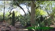 Ethel M Botanical Cactus Garden, Las Vegas