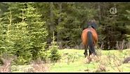 Divocí koně z kanadských Skalistých Hor (dokument) Dabing CZ