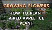 How to Plant a Red Apple Ice Plant