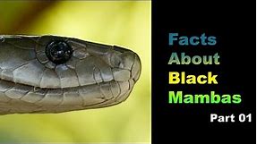 Facts About Black Mambas 01
