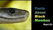 Facts About Black Mambas 01