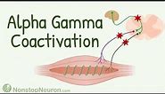 Αlpha Gamma Coactivation || Importance of Gamma Innervation to Muscle Spindle