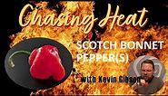 Scotch Bonnet Peppers Come on Like Big Bullies | Chasing Heat