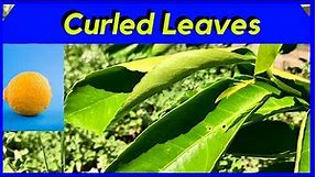 LEAF CURL on Citrus Trees (WHY)