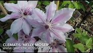 Clematis 'Nelly Moser'