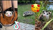 Opossum TikTok Compilation Because They're Cute🥰 | The Possum Side of TikTok