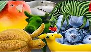 shark horse & mango bird & grass cow & banana dog & watermelon zebra & melon turtle & bluberry dog