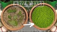 How to Propagate Your Own Moss In Containers | Plantivore.