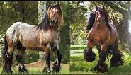 Ardennes Horses | Ancient Roots Modern Utility