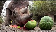 Rhinos Demolish And Devour Giant Watermelons