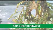 Aquatic Invasive Species Spotlight: Curly-leaf pondweed