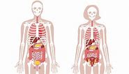 The Human Body: Anatomy, Facts & Functions