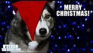 Husky Tells Christmas Story | K'eyush Storytime