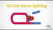 GU AG Intron Splicing/ Intron Removal/ MolecularBiology/ Transcription/ Spliceosome/ Biotechnology