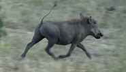 The funniest Warthogs ever!
