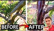 How to Repair a Damaged Tree or Broken Branches | Green Giant Update