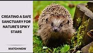 Hedgehog Homes 101 | Creating a Safe Sanctuary for Nature's Spiky Stars | Hedgehog Habitat Heaven