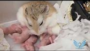 30 Days of Roborovsky Hamster Babies