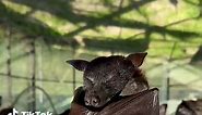 big yawn #bats #lubeebats #cute | bats being cute