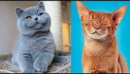 The CUTEST CAT BREEDS In The World 🐱