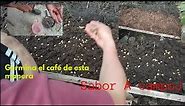 Como germinar semillas de café: *Germinador de plantas de café*
