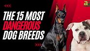 The 15 Most Dangerous Dog Breeds in 2024